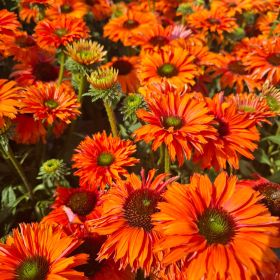 Echinacea Sunseekers Mineola 3 Litre